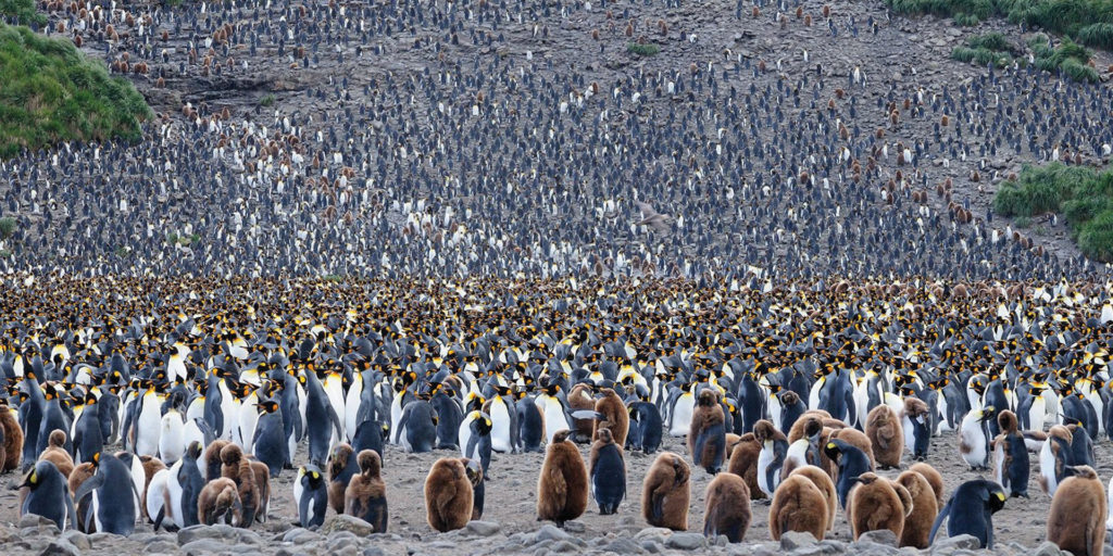 Colony of King Penguin in South Georgia