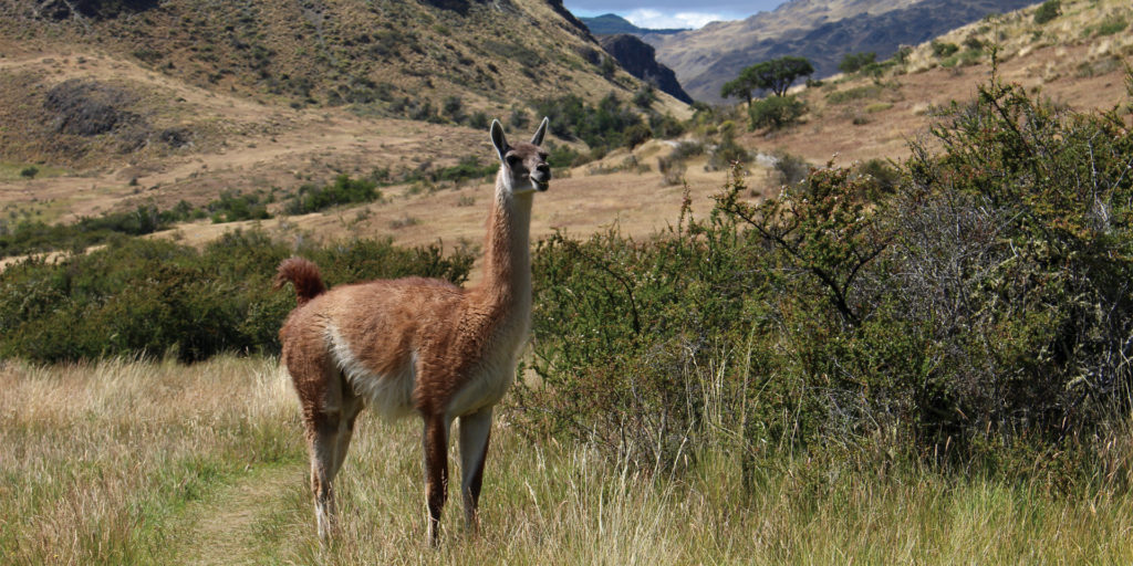 Guanaco standing in the Patagonian landscape
