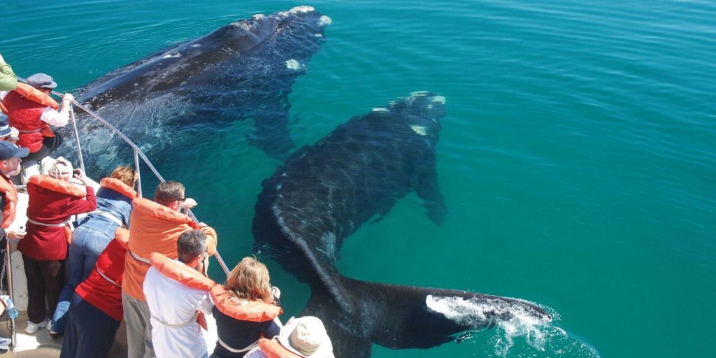 Argentina Puerto Madryn Chubut, Peninsula Valdes, Whale watching