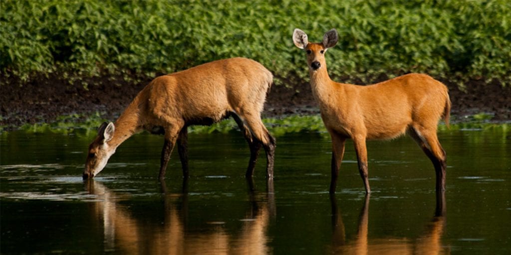 Brazil Araras Pantanal EcoLodge - Marsh Deer Contours Travel