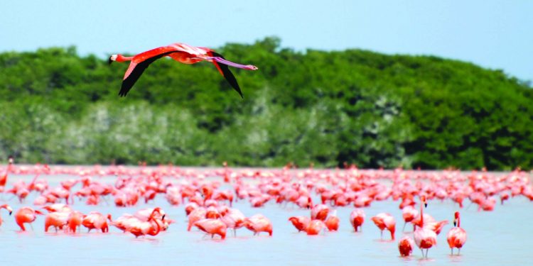 Celestun Flamingos Yucatan Contours Travel