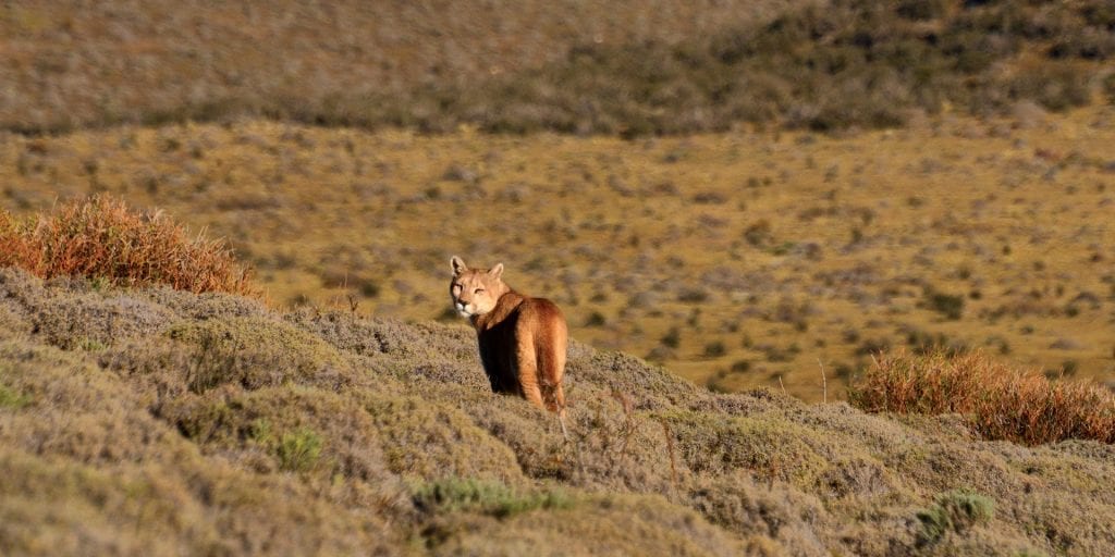 Wildlife Local Fauna Puma Patagonia Chile Protours Contours Travel
