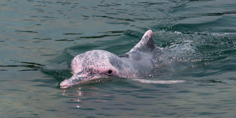 Amazon Advantage Travel wildlife pink river dolphin Contours Travel