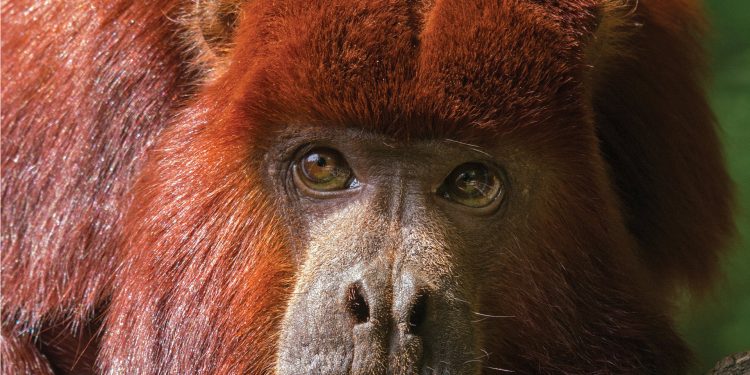Ecuador Amazon red howling monkey