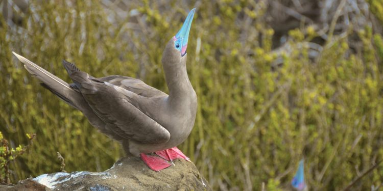 Wildlife Red Footed Booby Galapagos Ecuador Klein Contours Travel