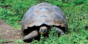 Ecuador Galápagos giant tortoise on Santa Cruz Island John Solaro Flickr (2)