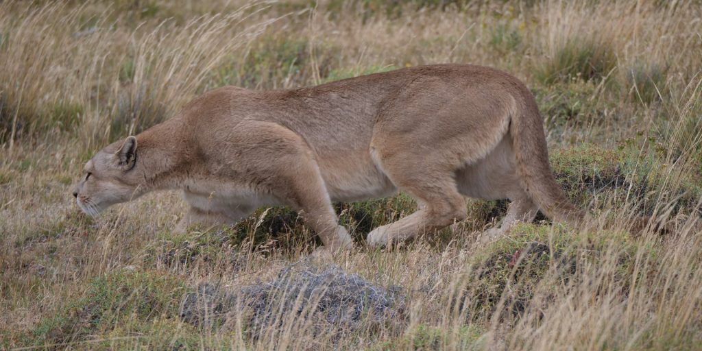 Puma tracking in Torres del Paine Patagonia Chile