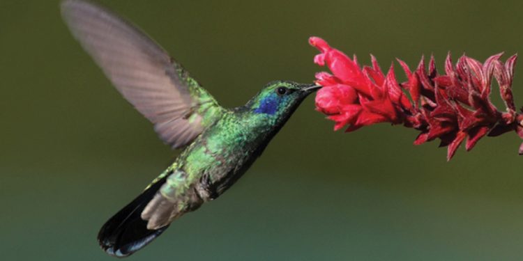 Hummingbird in Boquete Panama Contours Travel