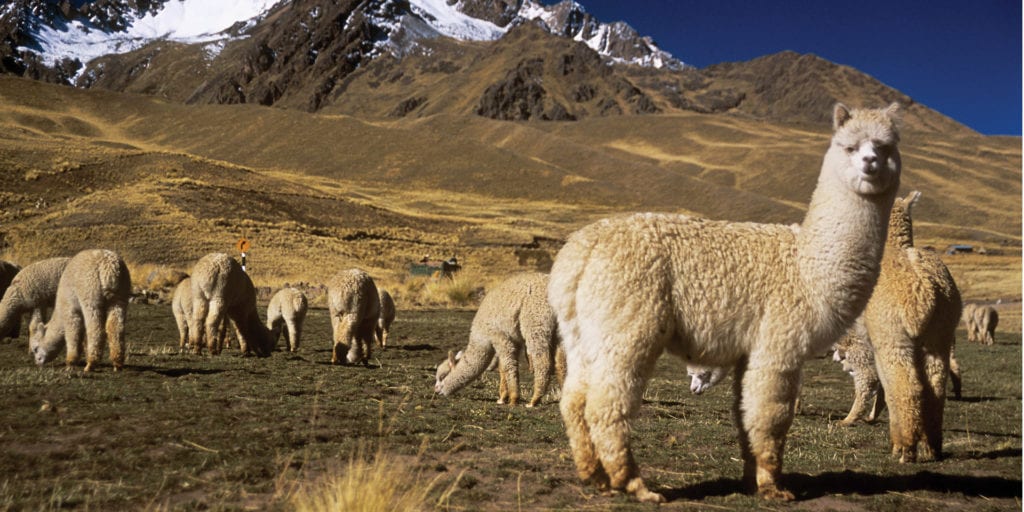 Peru Colca Canyon Alpacas Contours Travel