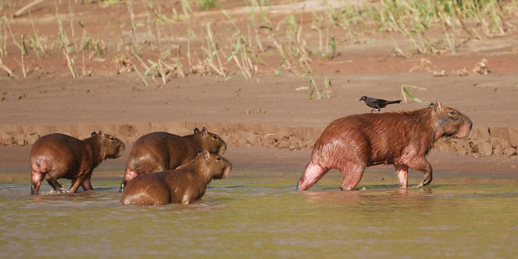 Amazon wildlife Capybaras Contours Travel