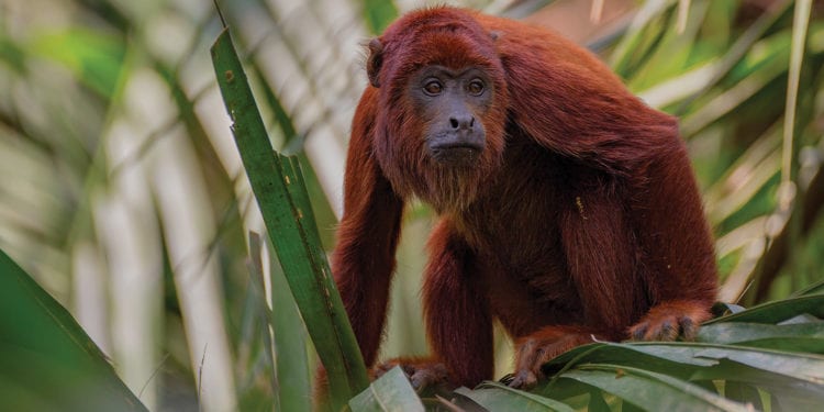 Amazon wildlife Howler-Monkey Contours Travel