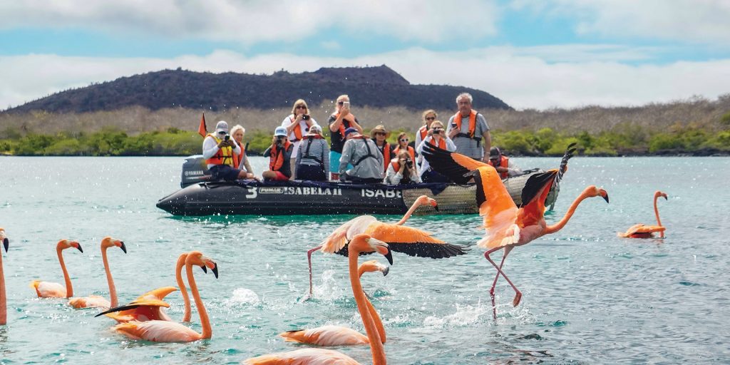 Wildlife flamingos Baronesa Floreana Galapagos Ecuador courtesy of Metropolitan Touring Contours Travel