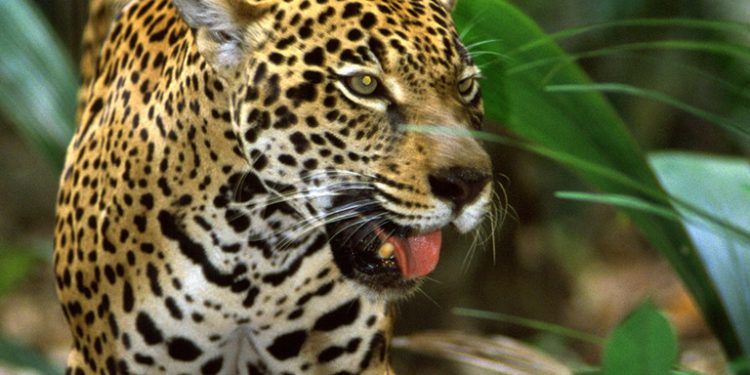 Amazon Embratur Jaguar Contours Travel