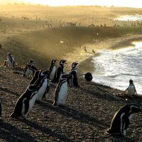 Argentina Peninsula Valdes, San Lorenzo penguin rookery