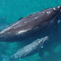 Argentina Patagonia Peninsula Valdes whale & calf