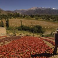 Food Drying Chilli Salta Northwest Argentina Alchemy Contours Travel