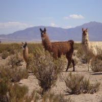 Llamas in Humahuaca Jujuy Salta NOA Northwest Argentina Cynsa