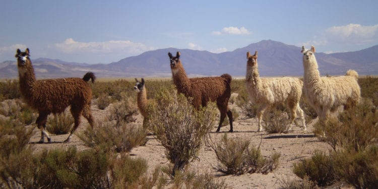 Llamas in Humahuaca Jujuy Salta NOA Northwest Argentina Cynsa