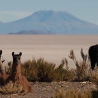 Wildlife Landscape of Uyuni Bolivia Magri Salar118