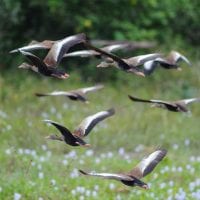 Brazil Araras Pantanal EcoLodge - wildlife Black belly Wissling Ducks Contours Travel