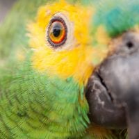 Brazil Araras Pantanal EcoLodge - wildlife Blue Fronted Parrot Contours Travel