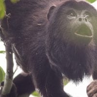 Brazil Araras Pantanal EcoLodge - Howler Monkey Contours Travel
