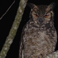 Brazil Araras Pantanal EcoLodge - Owl Contours Travel