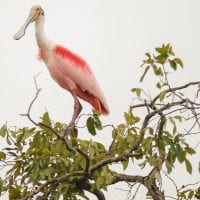 Brazil Araras Pantanal EcoLodge - wildlife Spoonbill Contours Travel