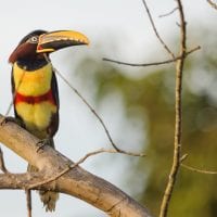 Brazil Araras Pantanal EcoLodge - Tucan Contours Travel