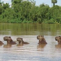 Brazil Caiman Ecolodge Pantanal Wildlife FM - Capybara - Capivaras