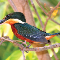 Brazil Caiman Ecolodge Pantanal Wildlife ZP - Martin Pescador da Mata - Green and Rufous Kingfisher