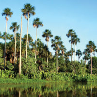Brazil Caiman Ecolodge Pantanal ZP - Landscape - Paisagem