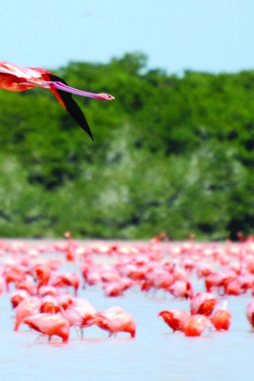 Celestun Flamingos Yucatan Contours Travel