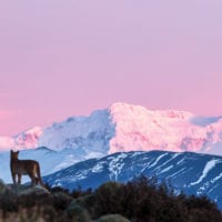 Chile Tierra Patagonia wildlife fox Contours Travel