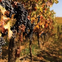 Aquitania winery grapes in vineyard Chile Santiago Adventures Contours Travel