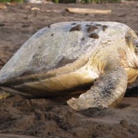 Turtle in Parque Nacional Tortuguero Costa Rica Central America Contours Travel