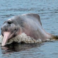 Pink river dolphin Amazon wildlife Contours Travel