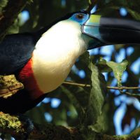 Ecuador Amazon Advantage Travel wildlife toucan