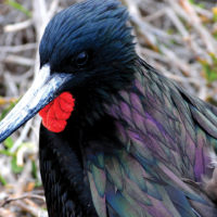 Ecuador Galapagos Frigate bird on North Seymour Island John Solaro Flickr