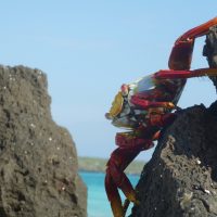 Wildlife Zayapa crab Galapagos Ecuador Klein Contours Travel