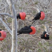 Wildlife Magnificent Frigatebird Galapagos Ecuador Klein Contours Travel
