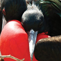 Ecuador Galapagos Les Williams flickr frigatebird love-birds_15685103859_o