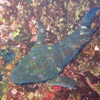 Ecuador Galapagos Les Williams flickr giant-hawkfish_15685124969_o