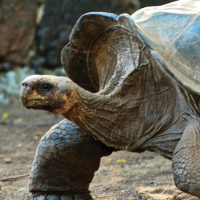 Ecuador Galapagos Les Williams flickr giant-tortoise_15683135308_o