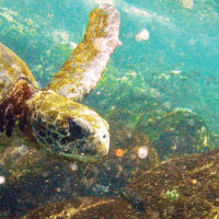 Ecuador Galapagos Les Williams flickr green-sea-turtle-at-tagus-cove_15870675785_o