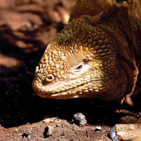 Wildlife land iguana Ecuador Galapagos Les Williams flickr 15685016479_o