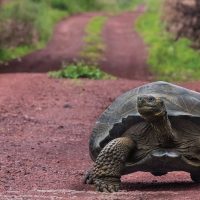 Ecuador Galapagos turtle