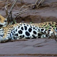 where to see jaguar Amazon Peru