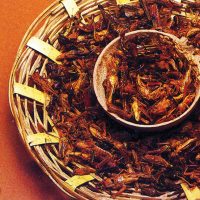 Chapulines Culinary Food Mexico SECTUR Contours Travel