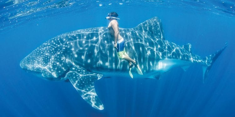 Person swimming with Whale Shark